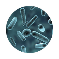 Ацидофільні лактобактерії 2 млрд КУО у капсулі<br /></noscript><img class=