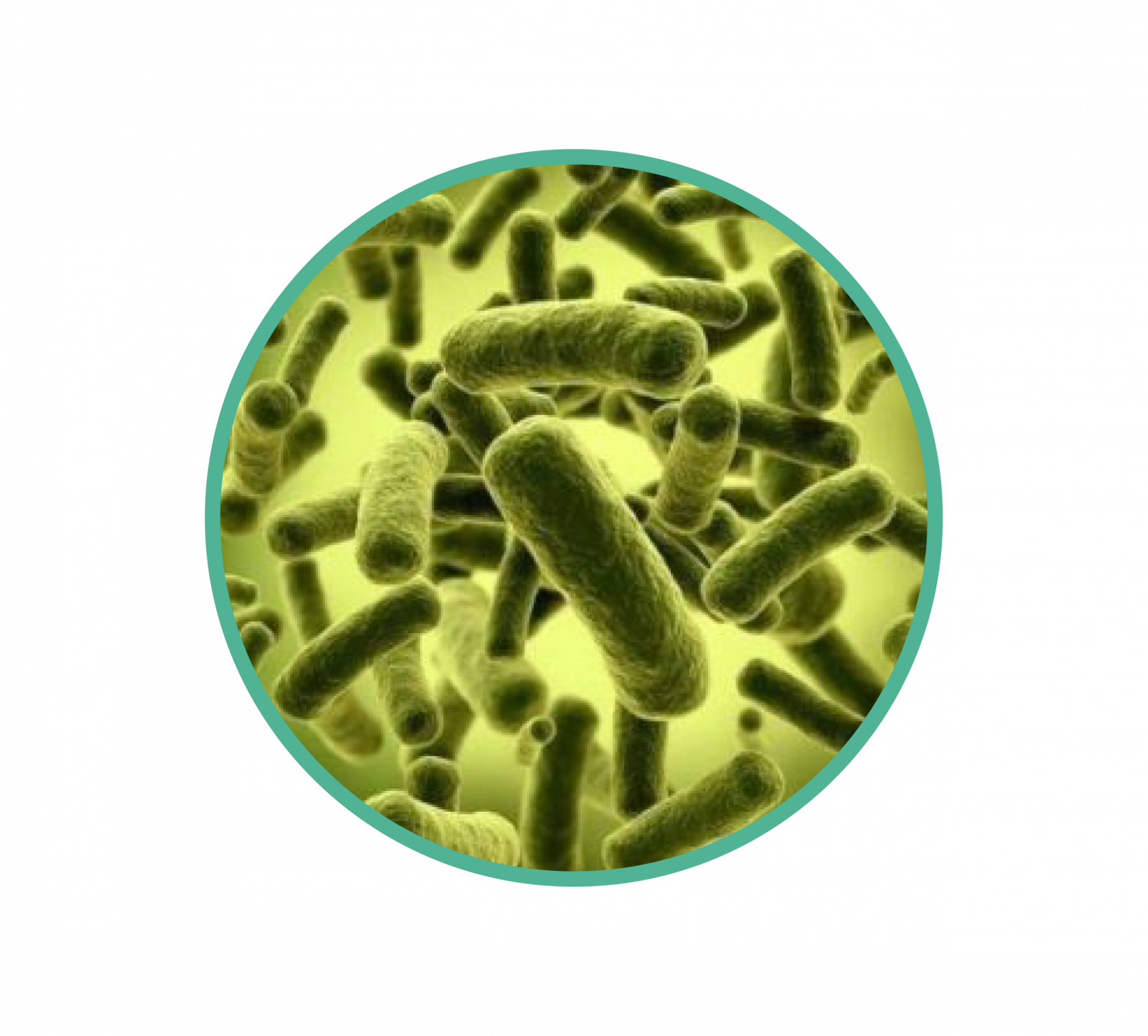 🌿 Уничтожает патогенные бактерии