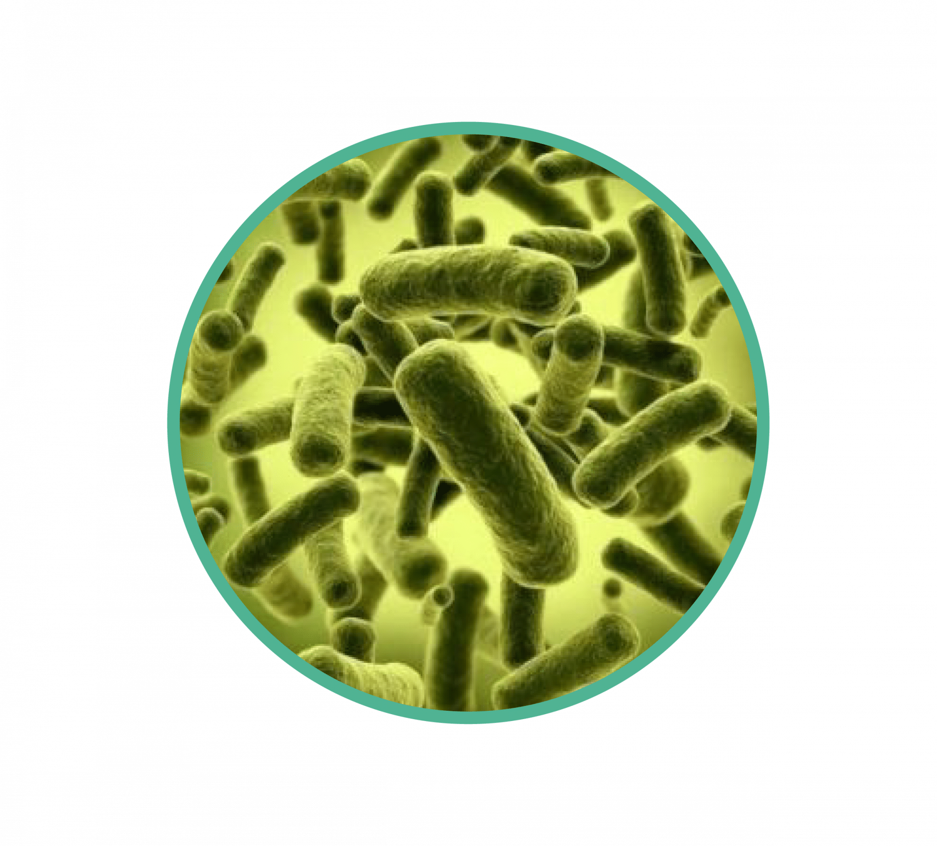 🌿 Знищує патогенні бактерії<br /></noscript><img class=